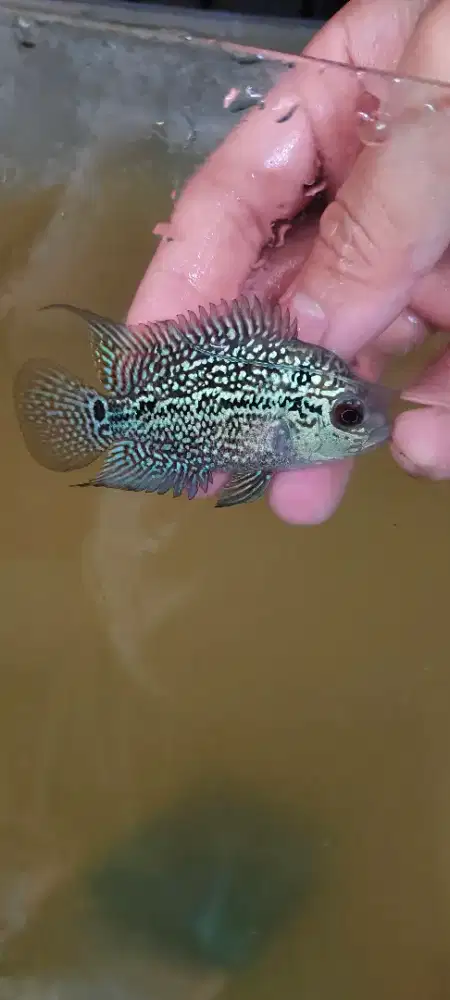 Jual Louhan Chenchu