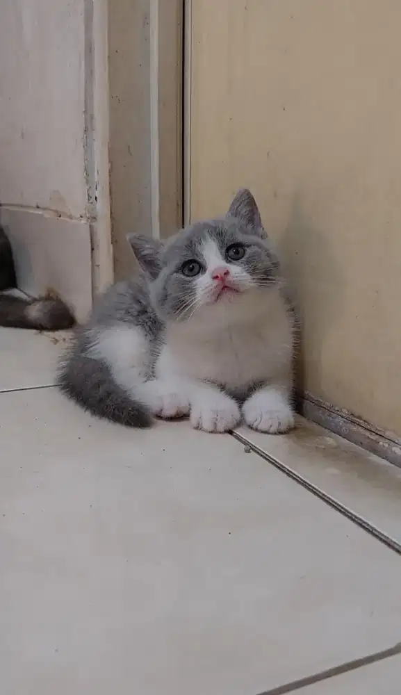 Kucing british shorthair kitten bsh bicolor blue jantan betina