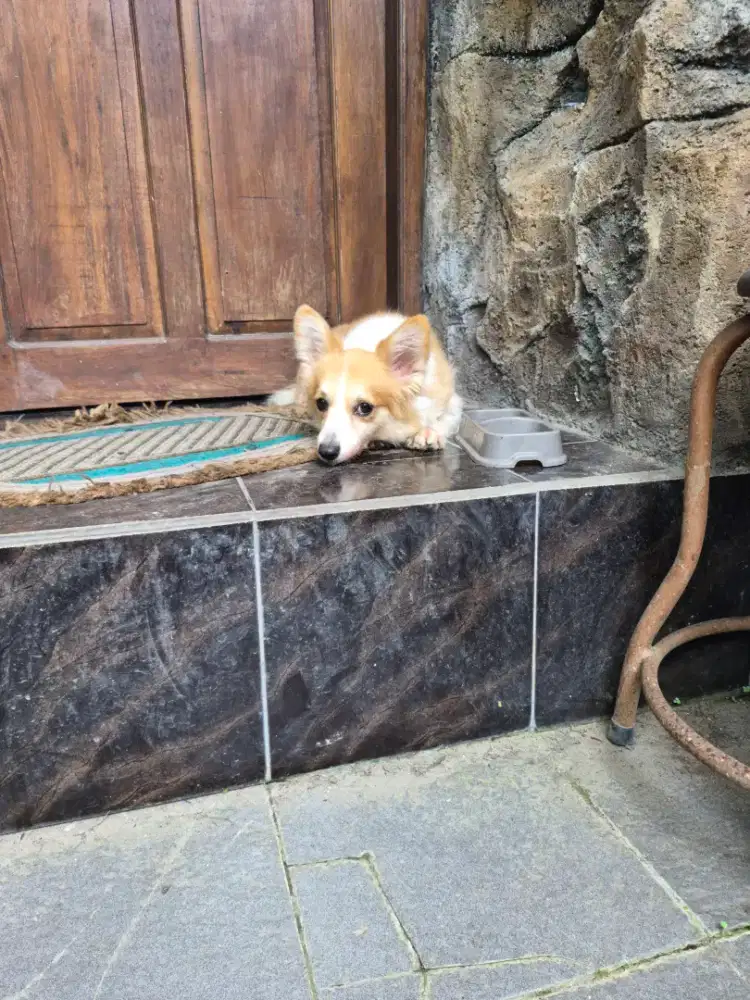 Jual anjing corgi