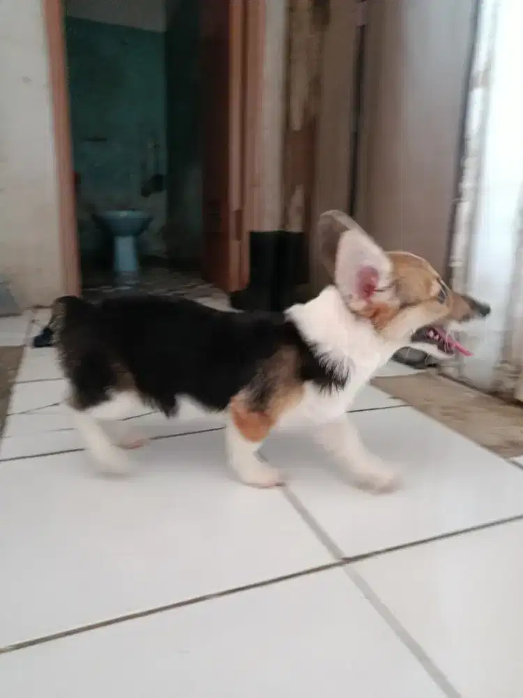 Jual anakan corgi