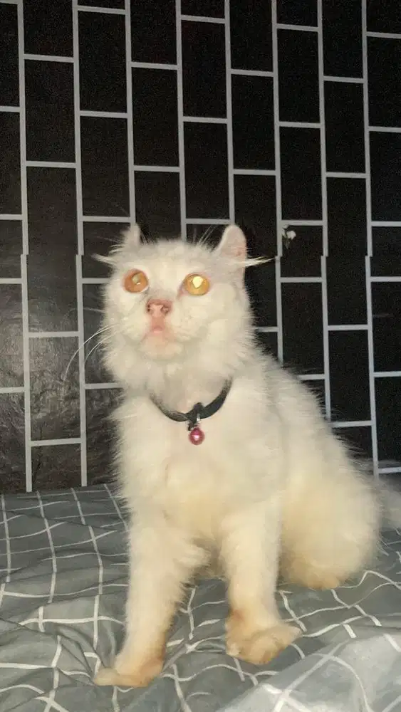American curl betina