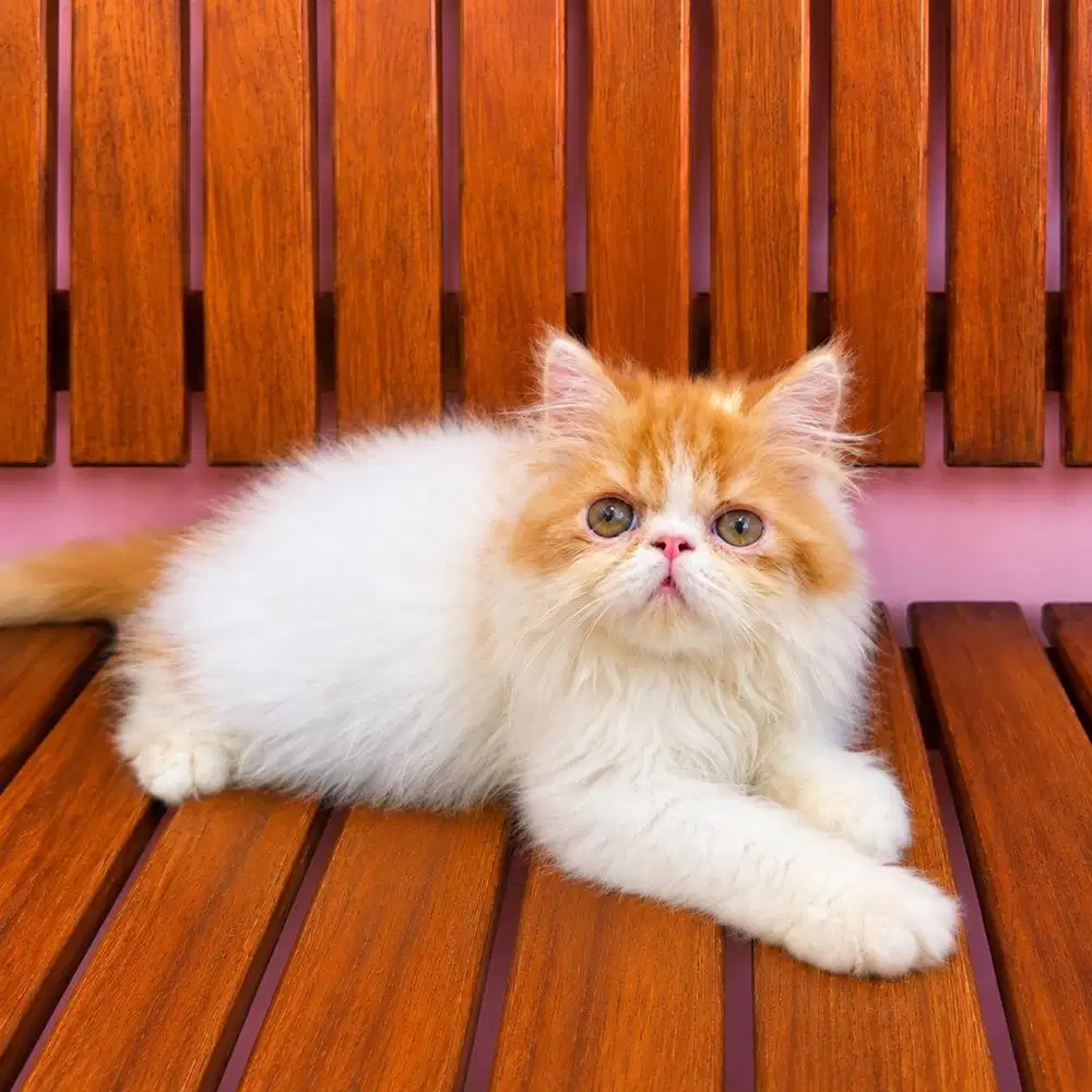 KITTEN PERSIAN PEAKNOSE LONGHAIR BULU KAPAS