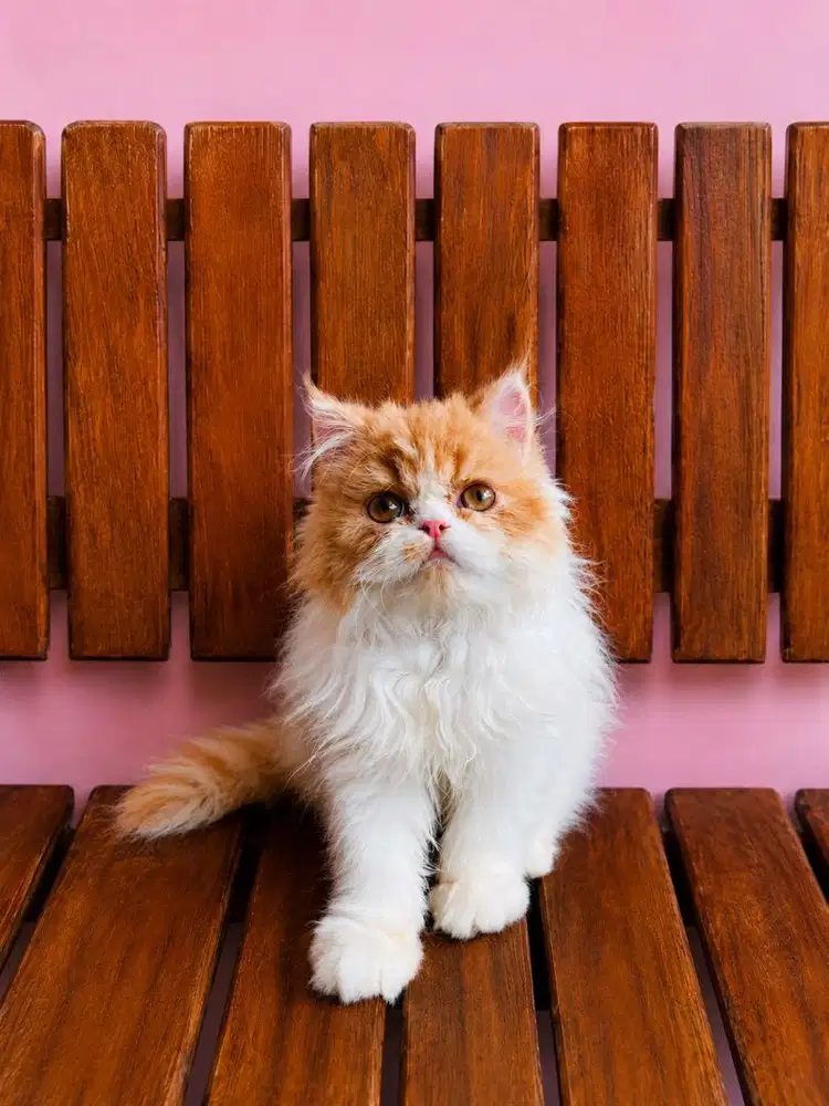 KITTEN PERSIAN FLATNOSE LONGHAIR BULU KAPAS