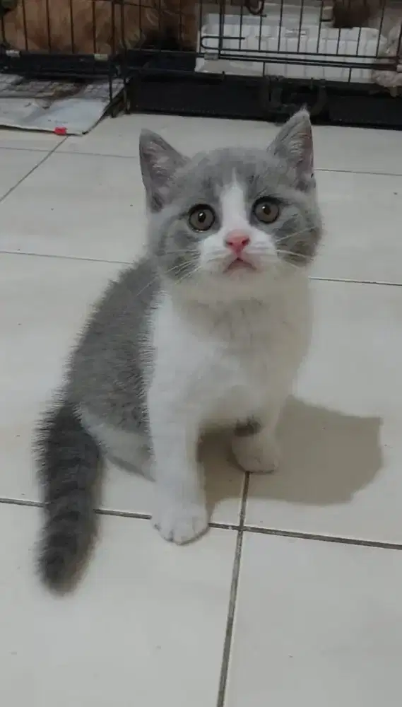 kucing british shorthair kitten bsh bicolor blue