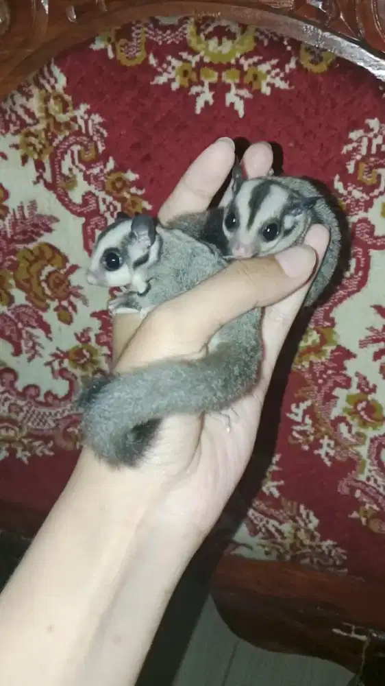 Sugar Glider Grey