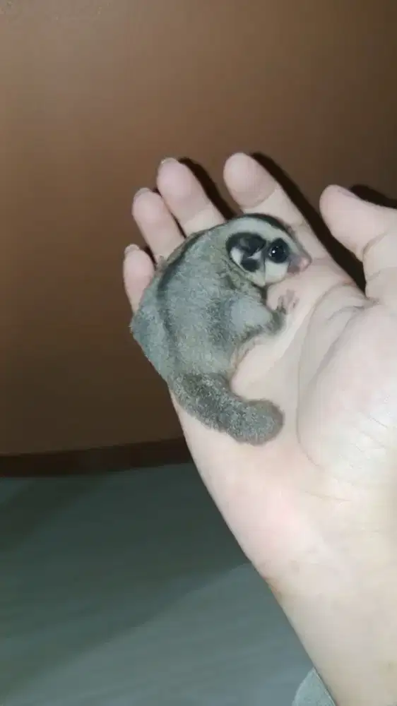 Sugar Glider Jantan