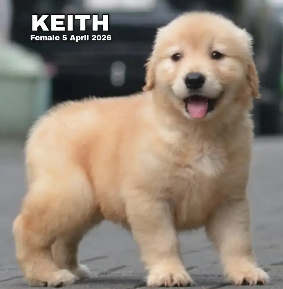 Golden retriever betina •KEITH•