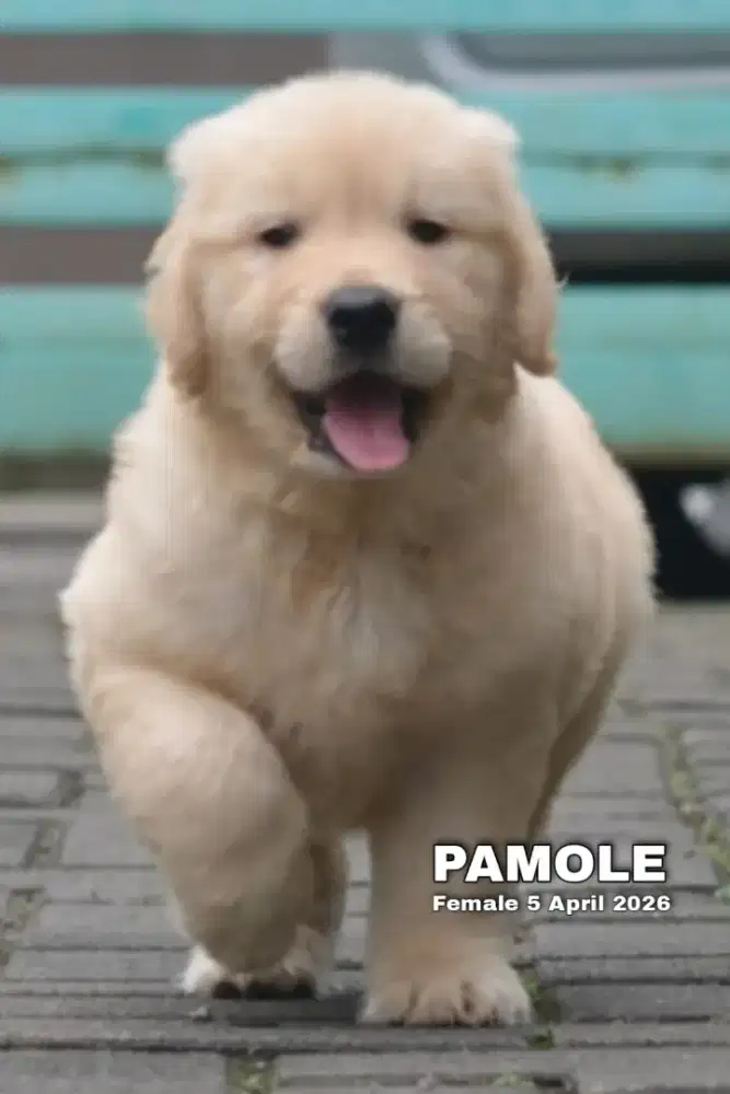 Golden retriever betina •PAMOLE•
