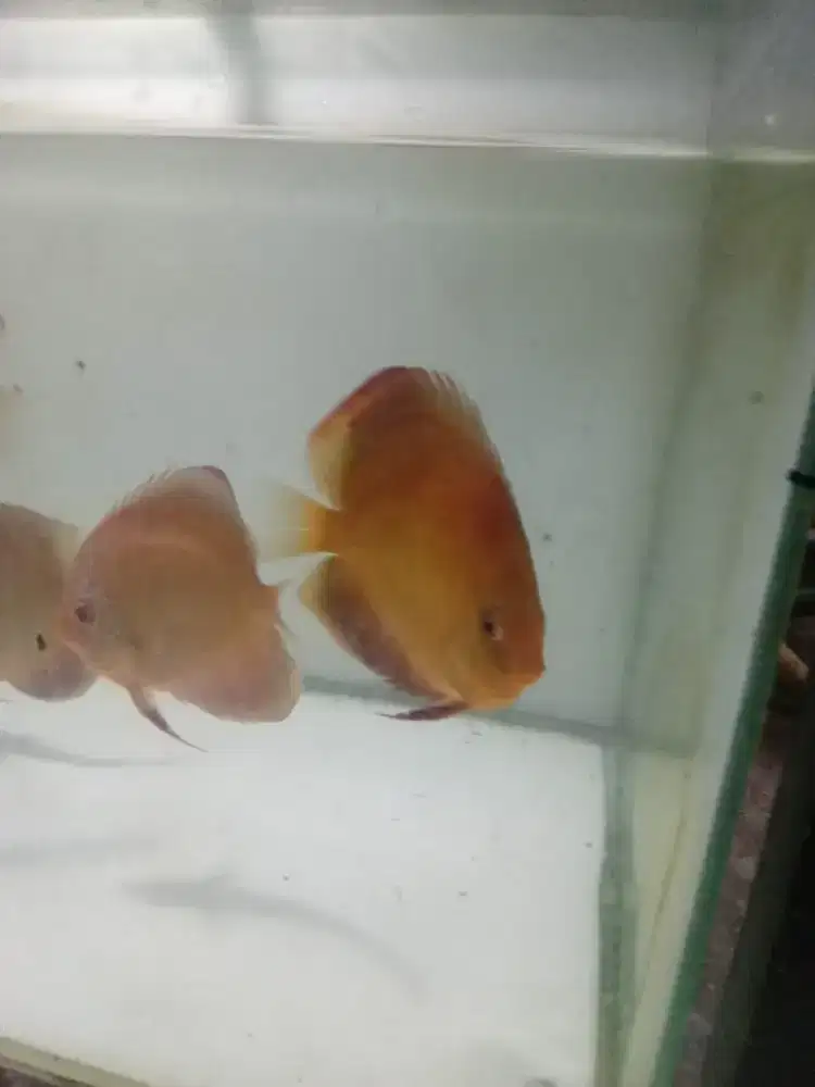 Discus alenqueer