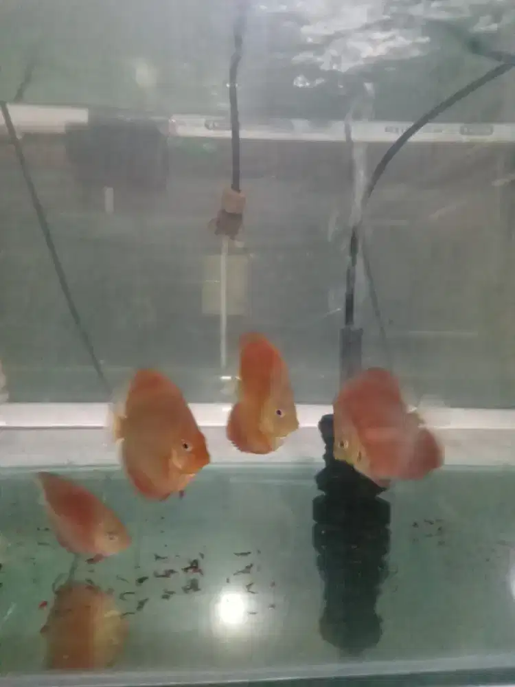 Discus sanmerah