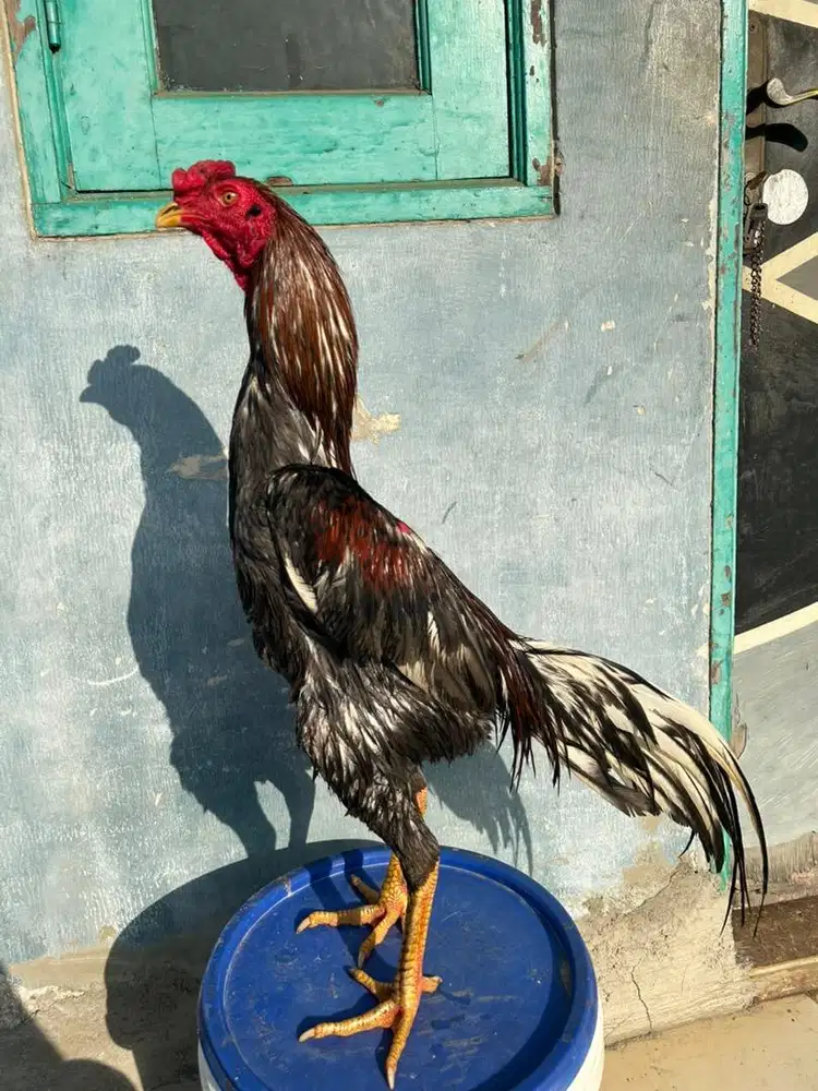 Ayam bangkok klasik