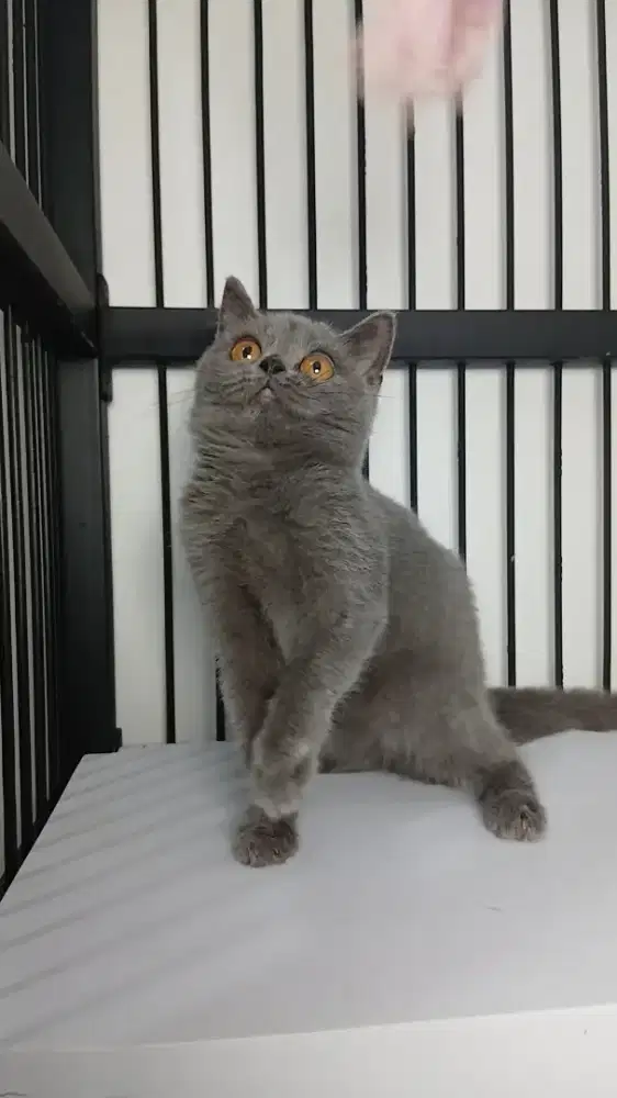 British Shorthair Female / Betina Mhurmher Minus