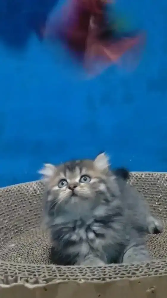 Ready kitten Persia