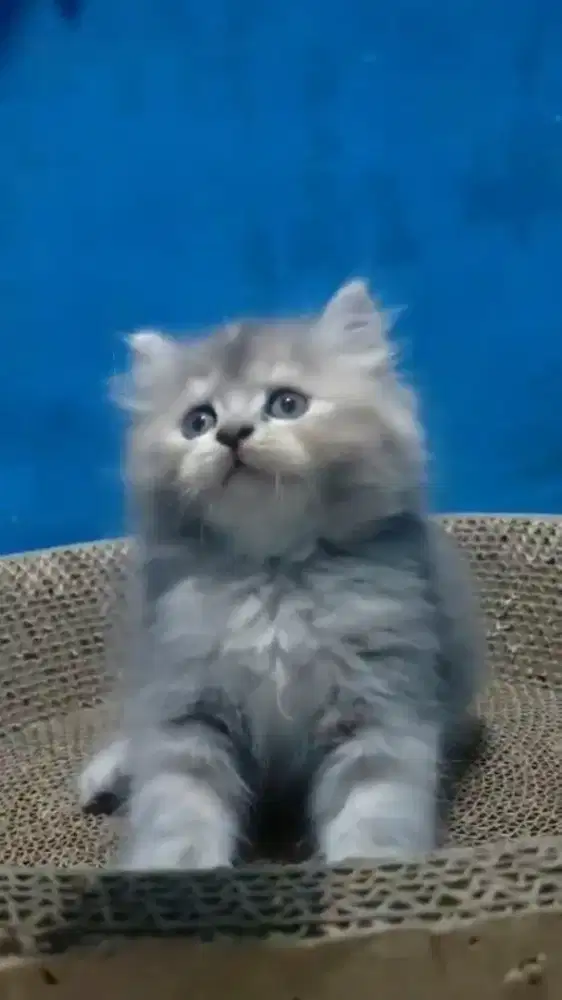 Ready kitten Persia