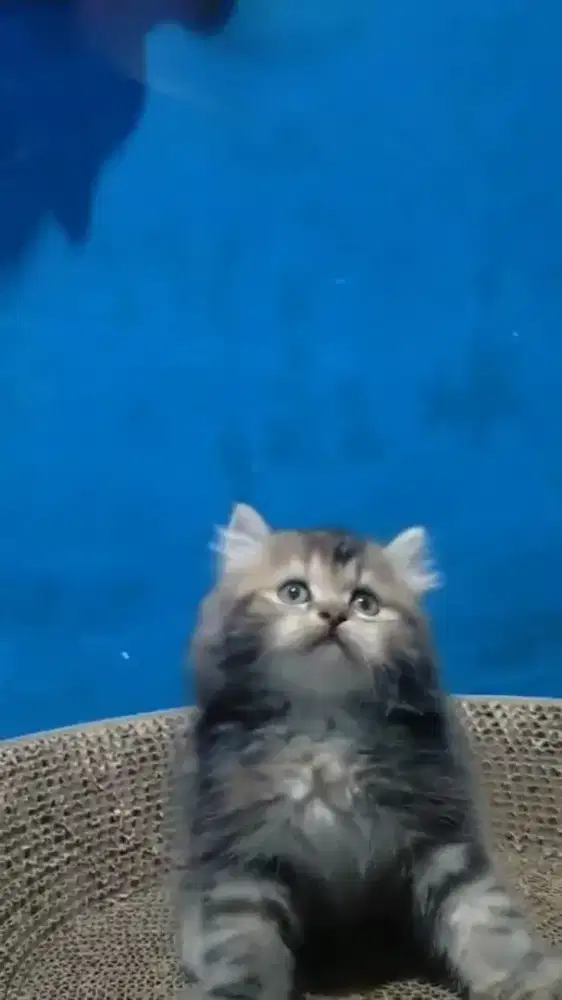 Ready kitten Persia