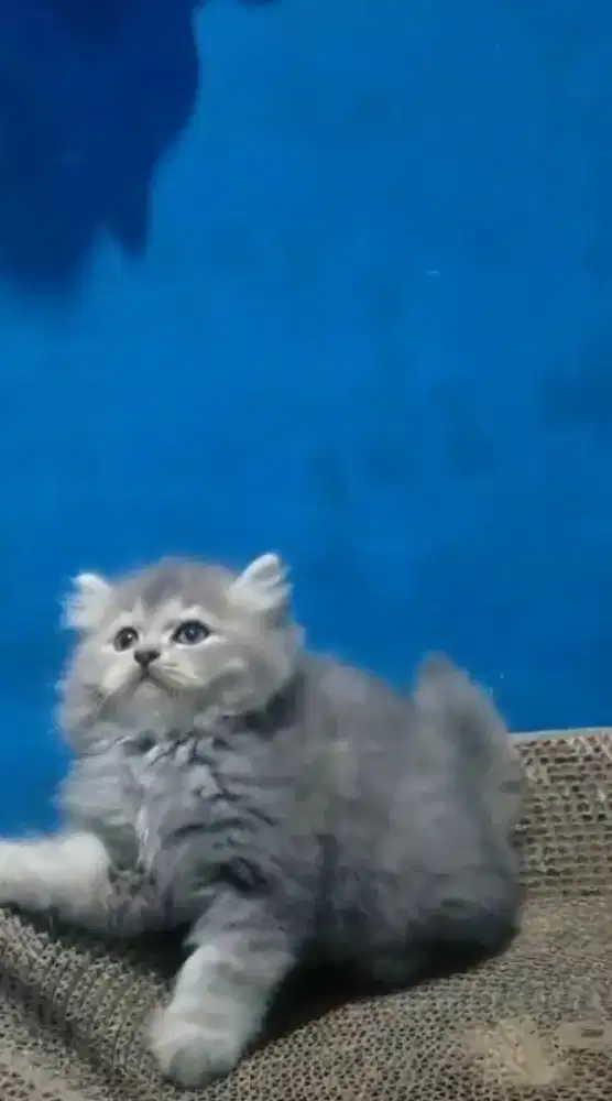 Ready kitten Persia
