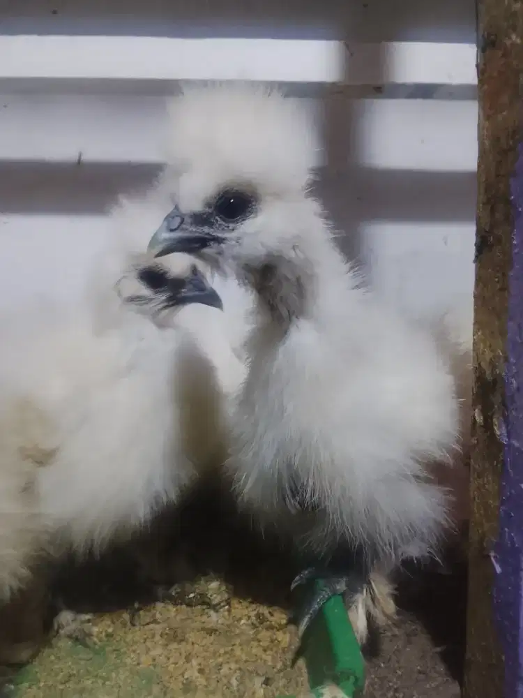 Ayam silkie anakan