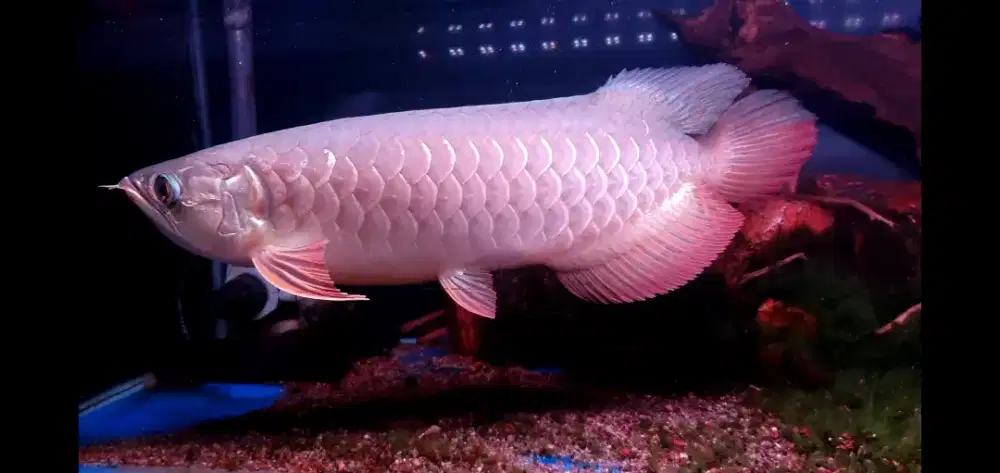 Ikan Hias Arowana Golden Red Arwana RTG 42 cm