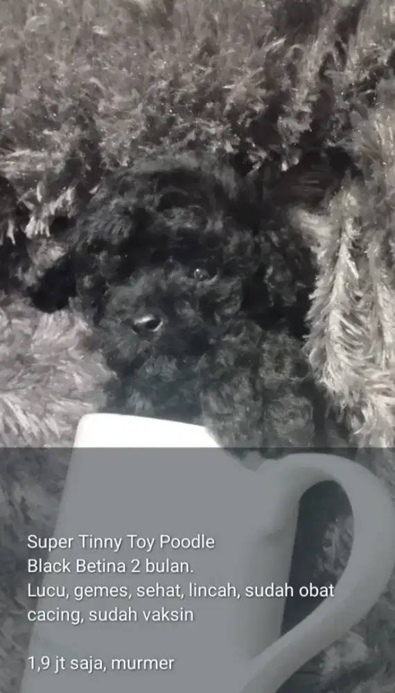 Puppy Tinny Toy Poodle