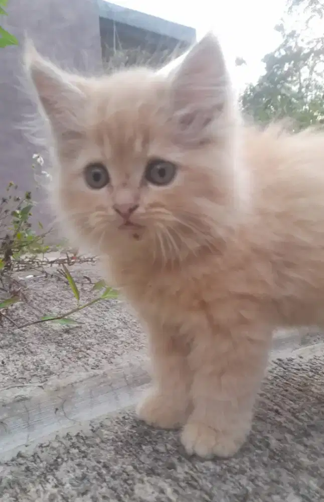 Kucing Persia Jantan Usia 3 Bln