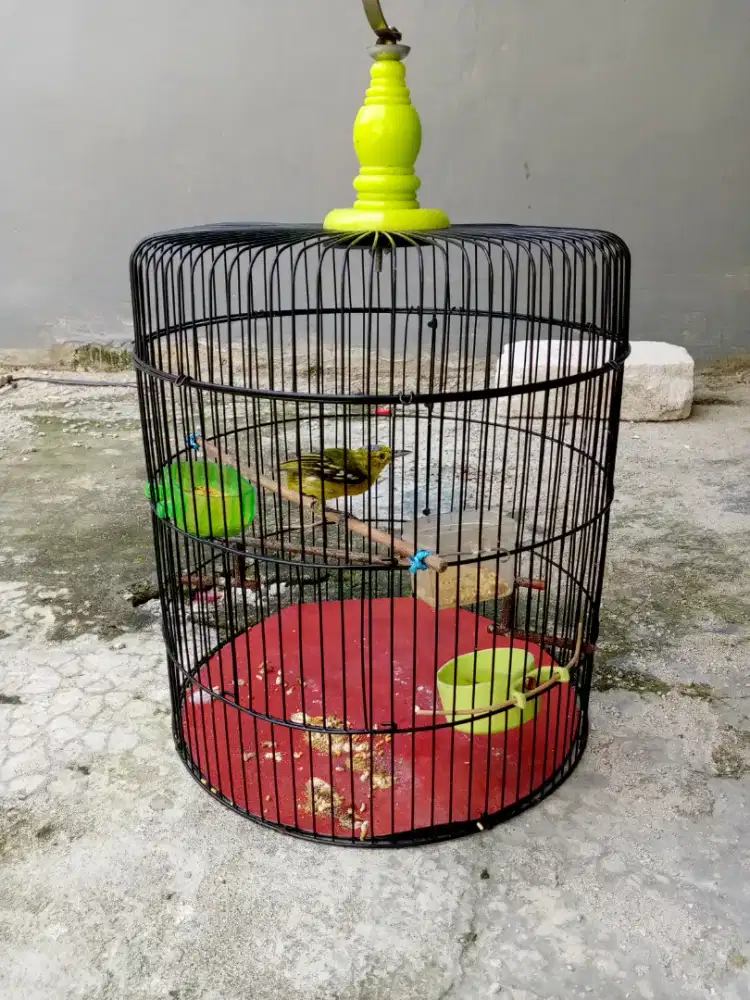 burung cipow plus kandang besi