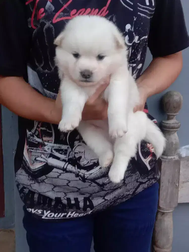 Kintamani jantan umur 2 bln