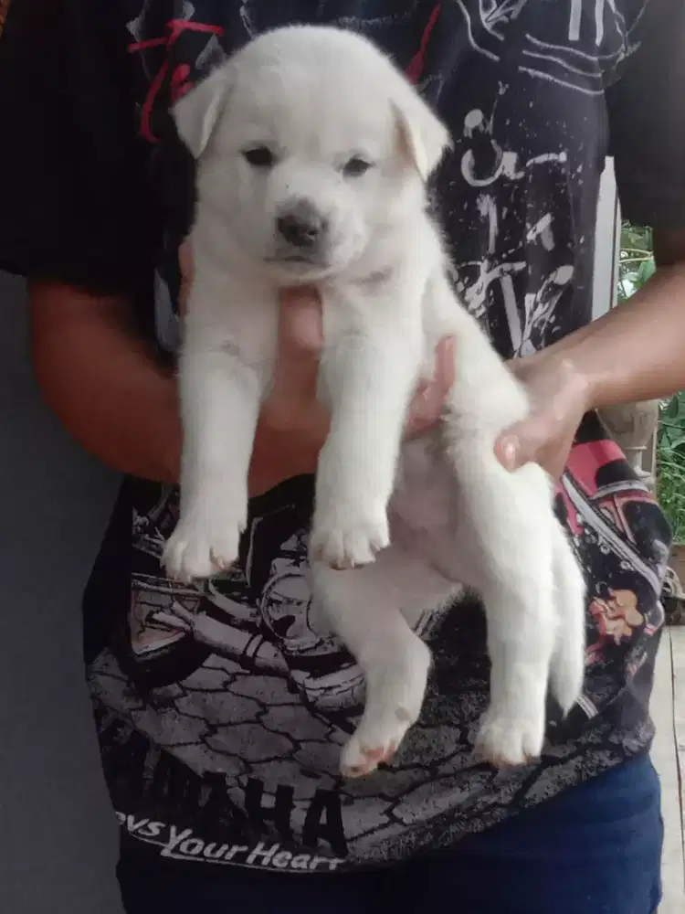 Jantan umur 2 bln