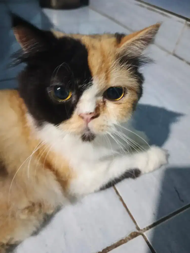 Kucing Persia flatnose