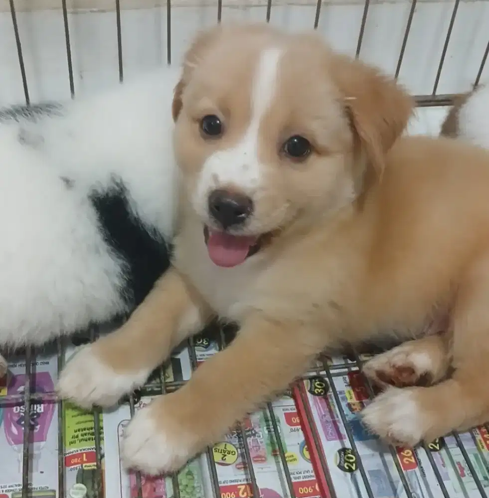 2 Ekor Anak Anjing Lucu