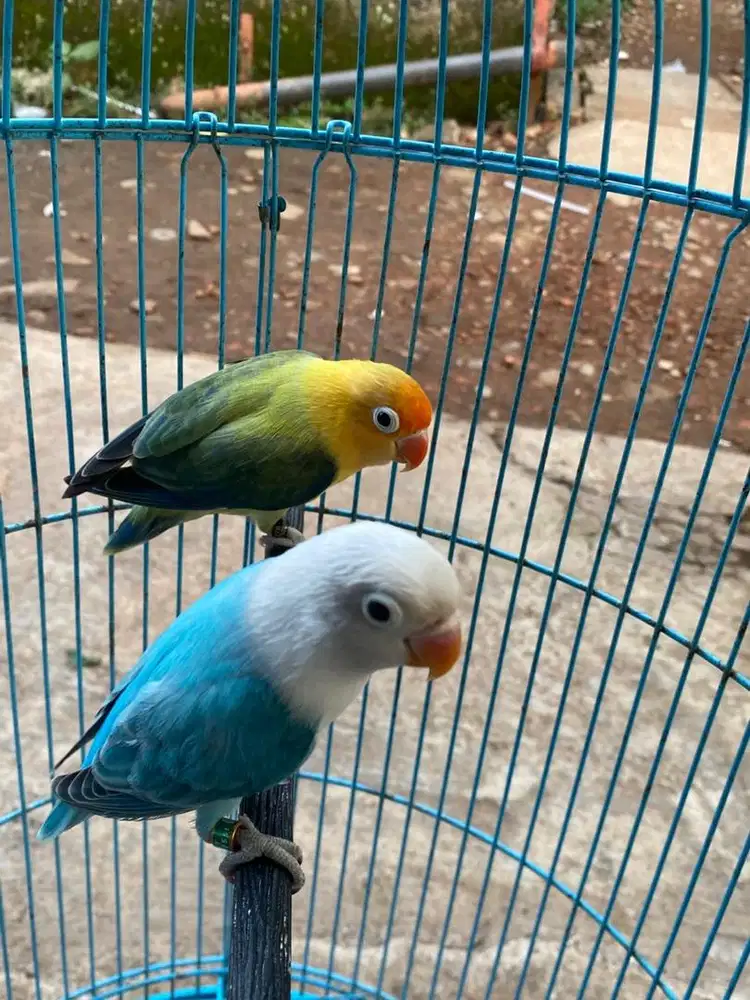 Burung Lovebird Biola BPE / BLUE sepasang