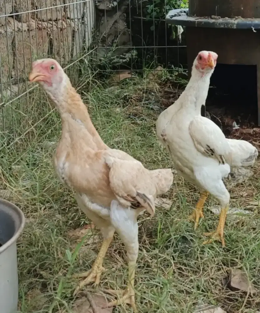 Betina ko shamo mini usia 6 bulan