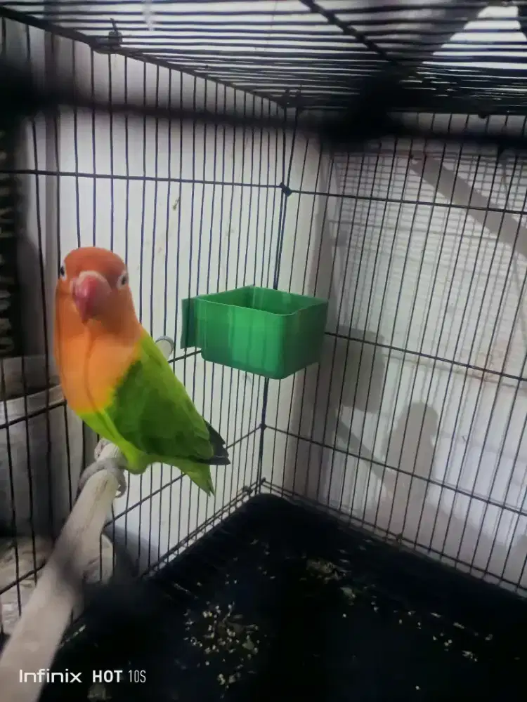 Burung love bird biola jantan