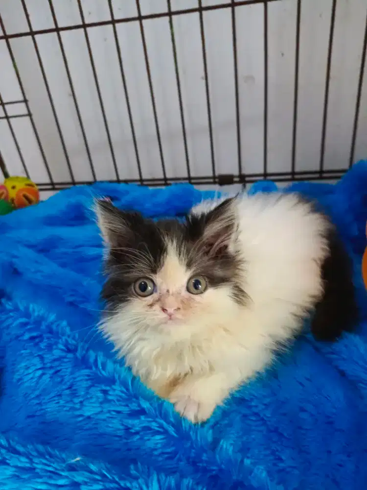 Mix breed bsh   jantan