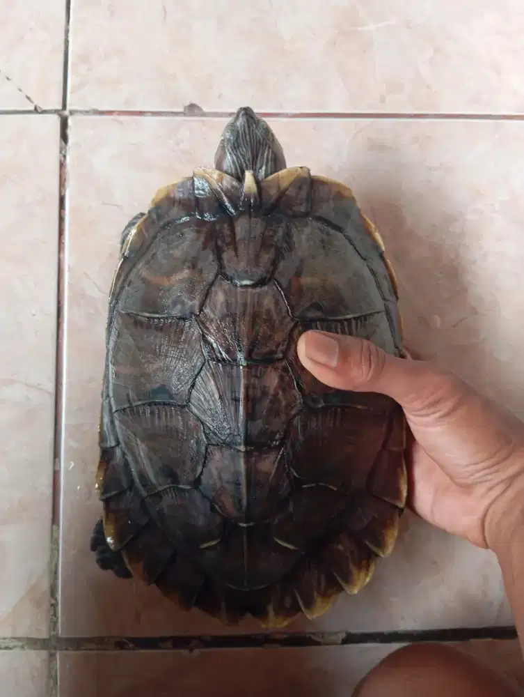 Kura kura Brazil