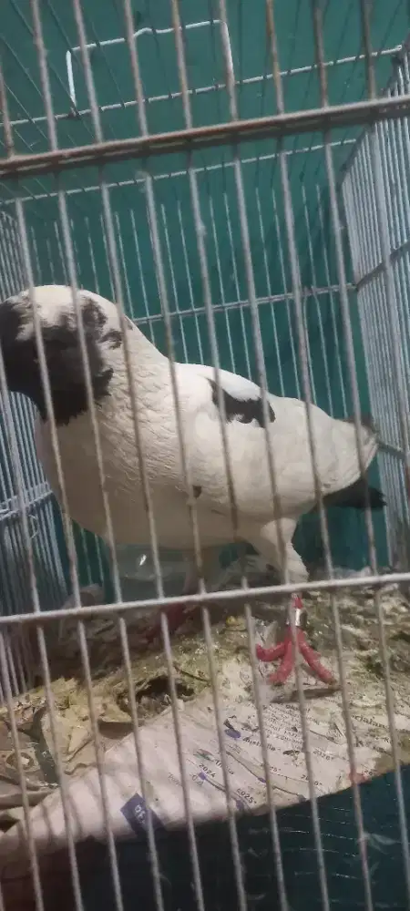 Burung dara jantan pake ring sudah bekur bekur terus siap dijodohkan