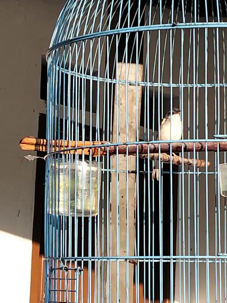 Burung ciblek sawah