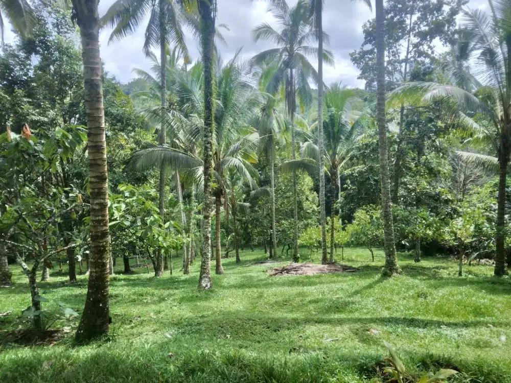 Dijual Tanah 1 hektar di Bali