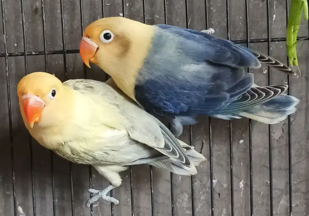 Burung love bird lovebird Biola PB Pied x Biola PB Violet sepasang