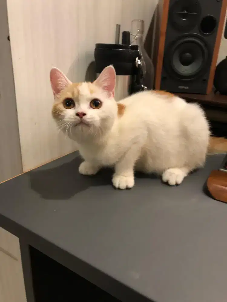 Munchkin NS Jantan