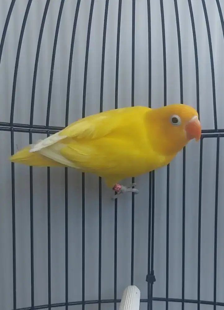 Burung Lovebird lb YF Ino Rm Betina Dewasa