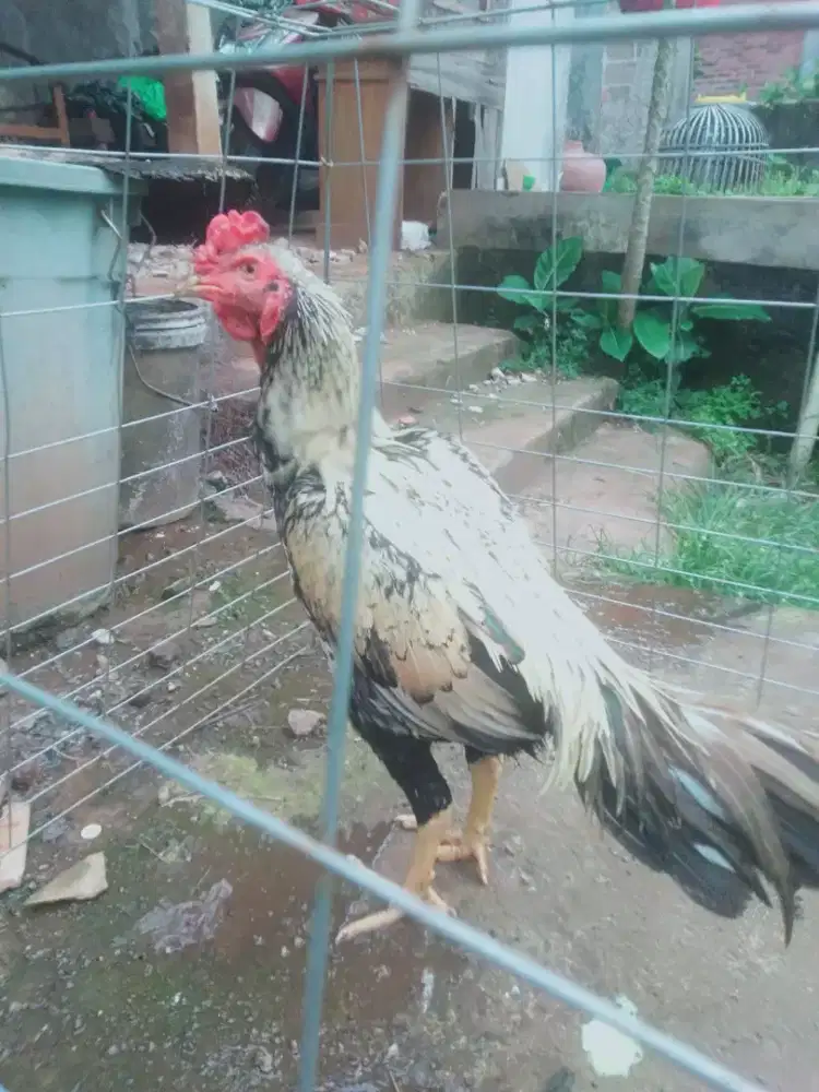 Ayam Bangkok janggaran