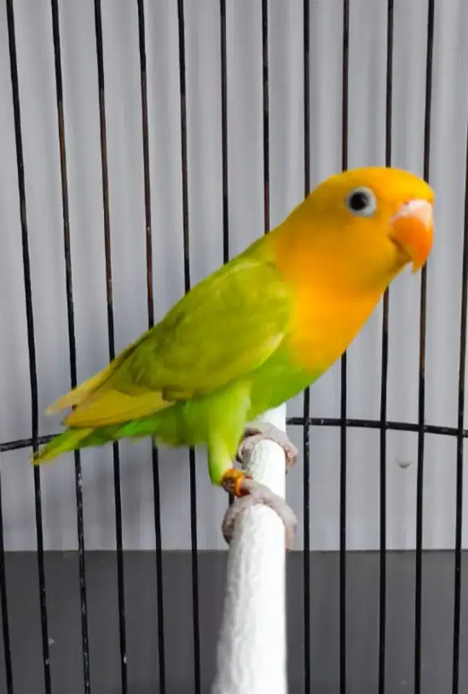 Burung Lovebird lb YF Pastel/Bio//Pale blue +/- 3bln