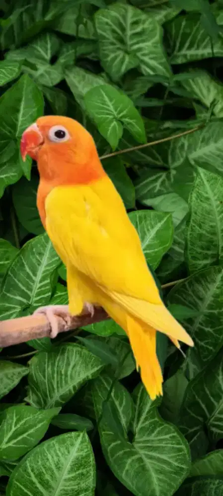 Burung lovebird lb Jantan DNA Biola Ino RM/YF/MM