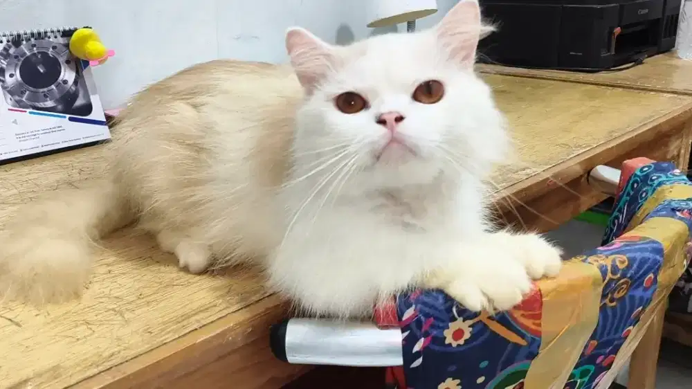 Kucing Persia Jantan