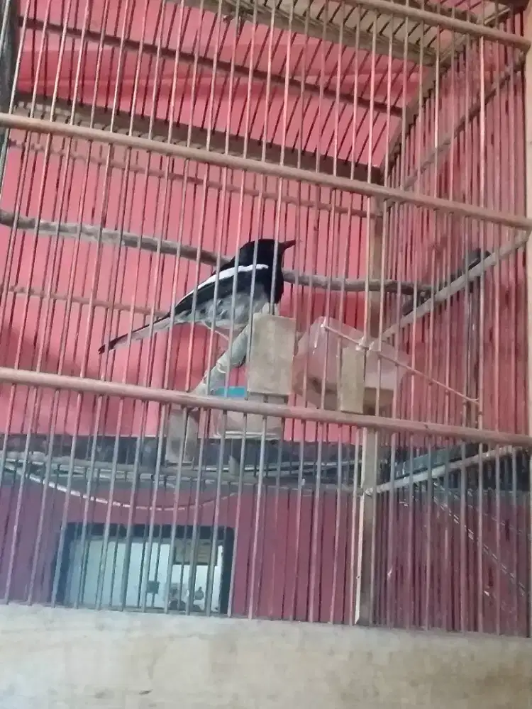 Kacer rawatan bunyi mau diadu