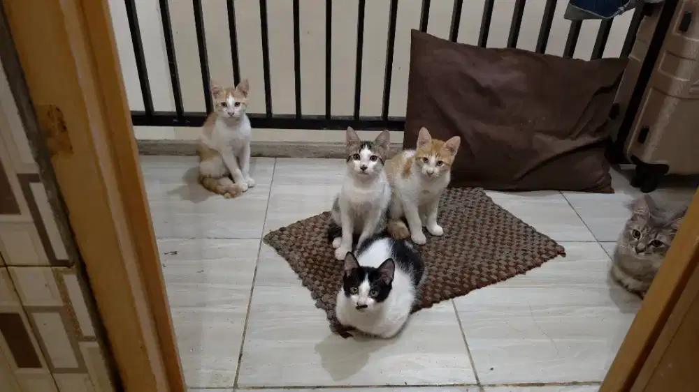 4 ANAK KUCING JANTAN SEMUA