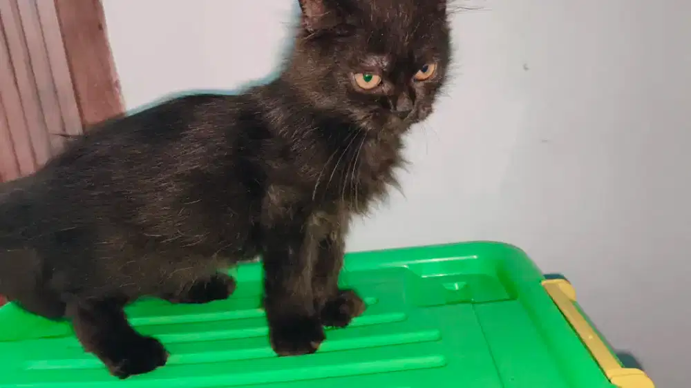 Kucing Persia Jantan