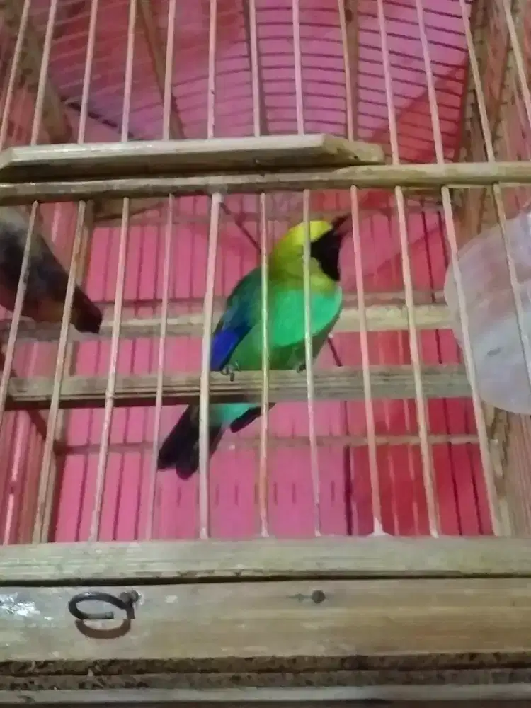 Cjm ranting bunyi rajin mulus