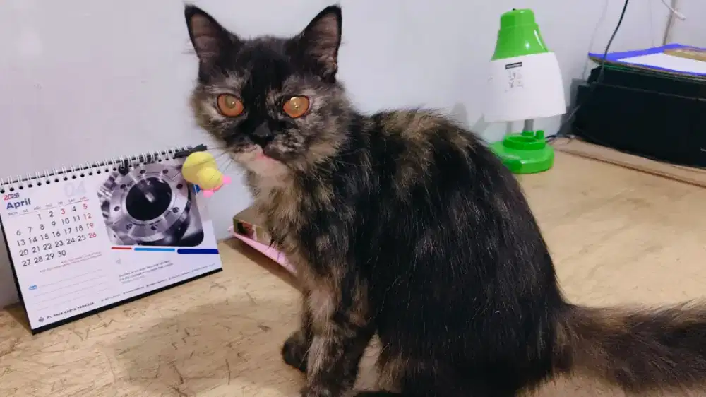 Kucing Persia Betina