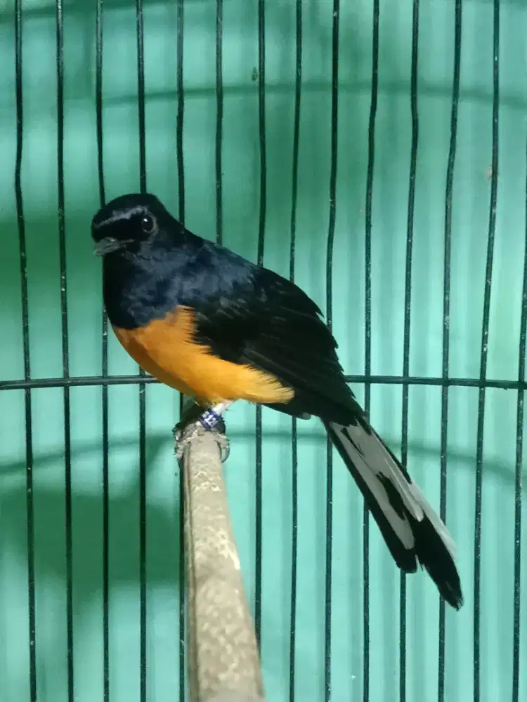 Ring APBN 3 larasan bulu baru ekor Dokor , Mulpis fulset